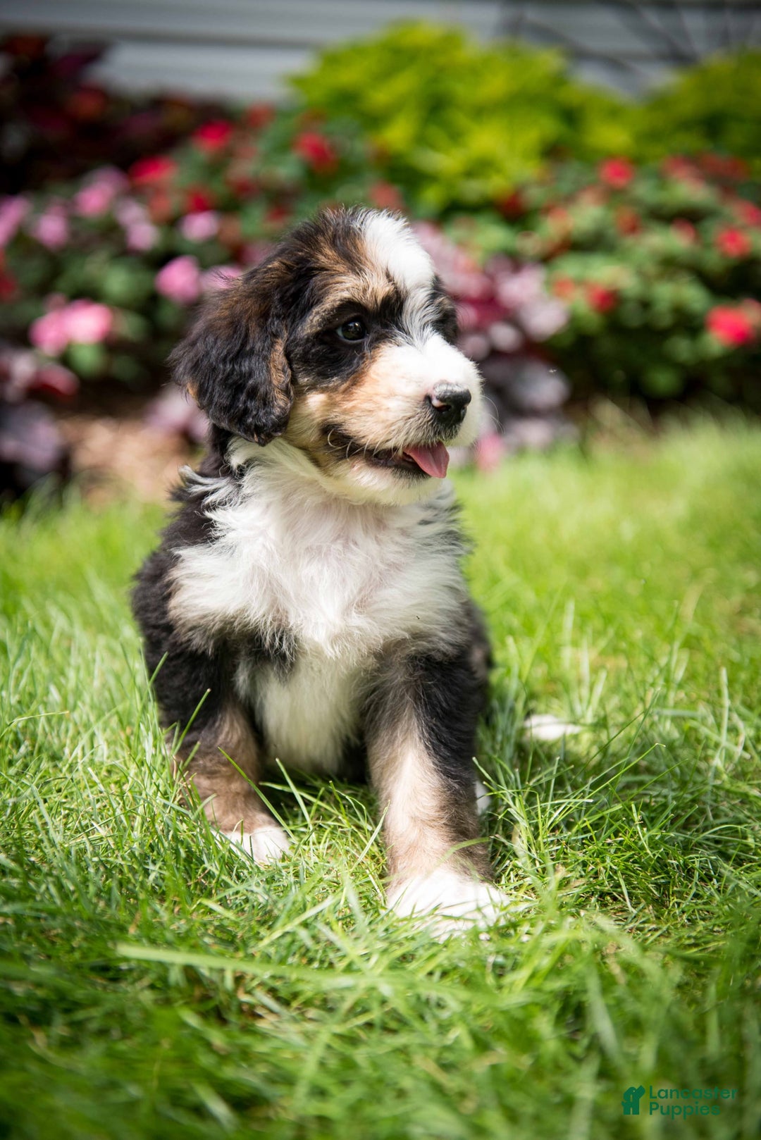 Bernedoodle dogs for sale: Bubbles - Image 5