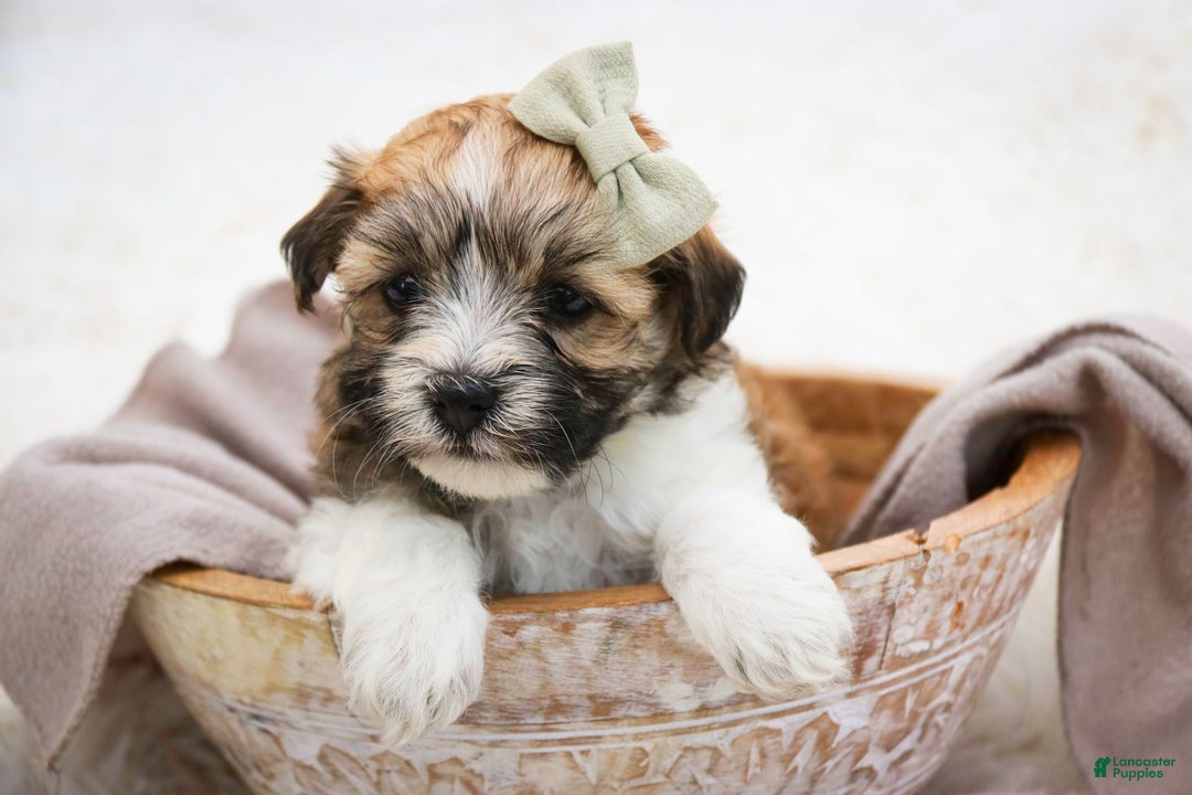 Havanese dogs for sale: Ginger - Image 2