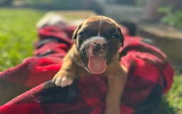 Boxer dogs for sale: Bellas Puppies - Image 4
