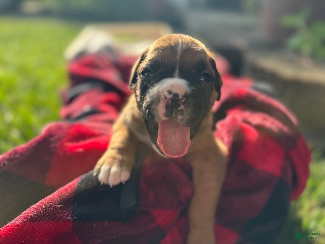 Boxer dogs for sale: Bellas Puppies - Image 4