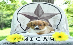 Welsh Corgi Pembroke dogs for sale: Micah - Image 5