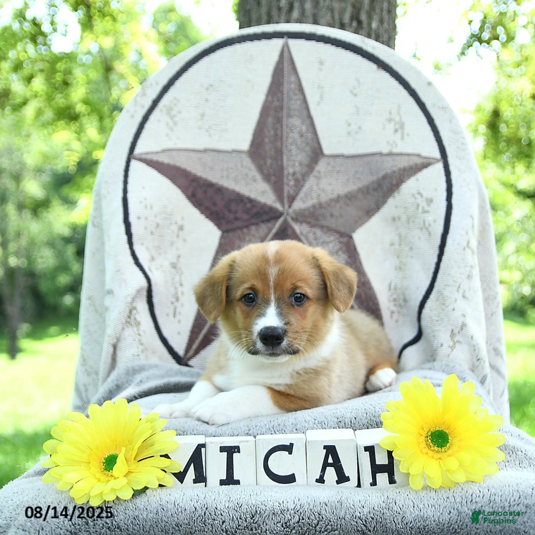 Welsh Corgi Pembroke dogs for sale: Micah - Image 5