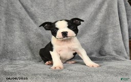Boston Terrier dogs for sale: Levi - Image 1