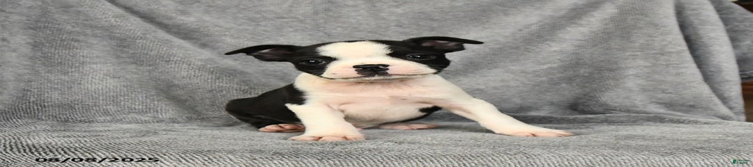 Levi