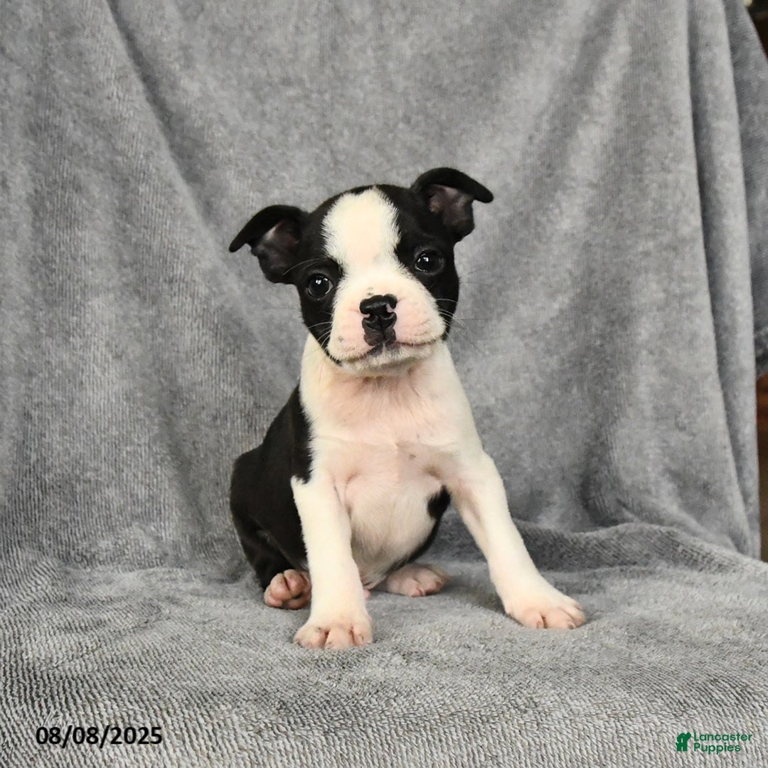 Boston Terrier dogs for sale: Levi - Image 1
