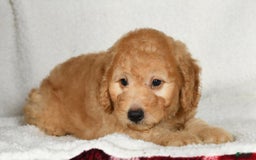 Mini Goldendoodle dogs for sale: Kodak - Image 4