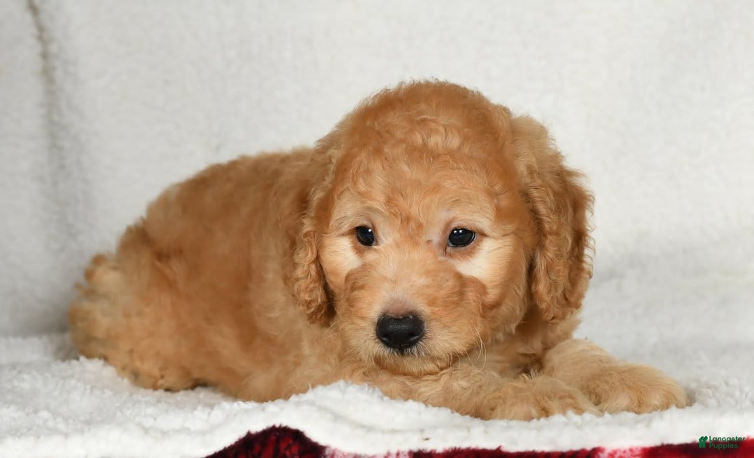 Mini Goldendoodle dogs for sale: Kodak - Image 4