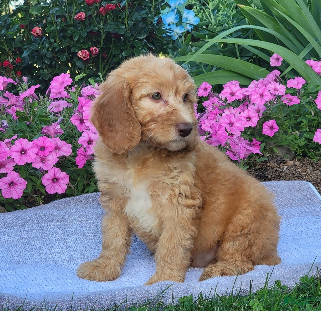 Goldendoodle dogs for sale: Rocky - Image 1