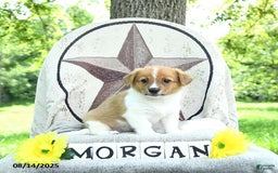 Welsh Corgi Pembroke dogs for sale: Morgan - Image 5