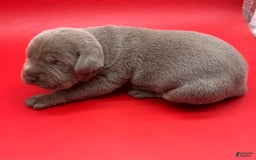 Cane Corso dogs for sale: Iccf Rare Isabella Simba - Image 4
