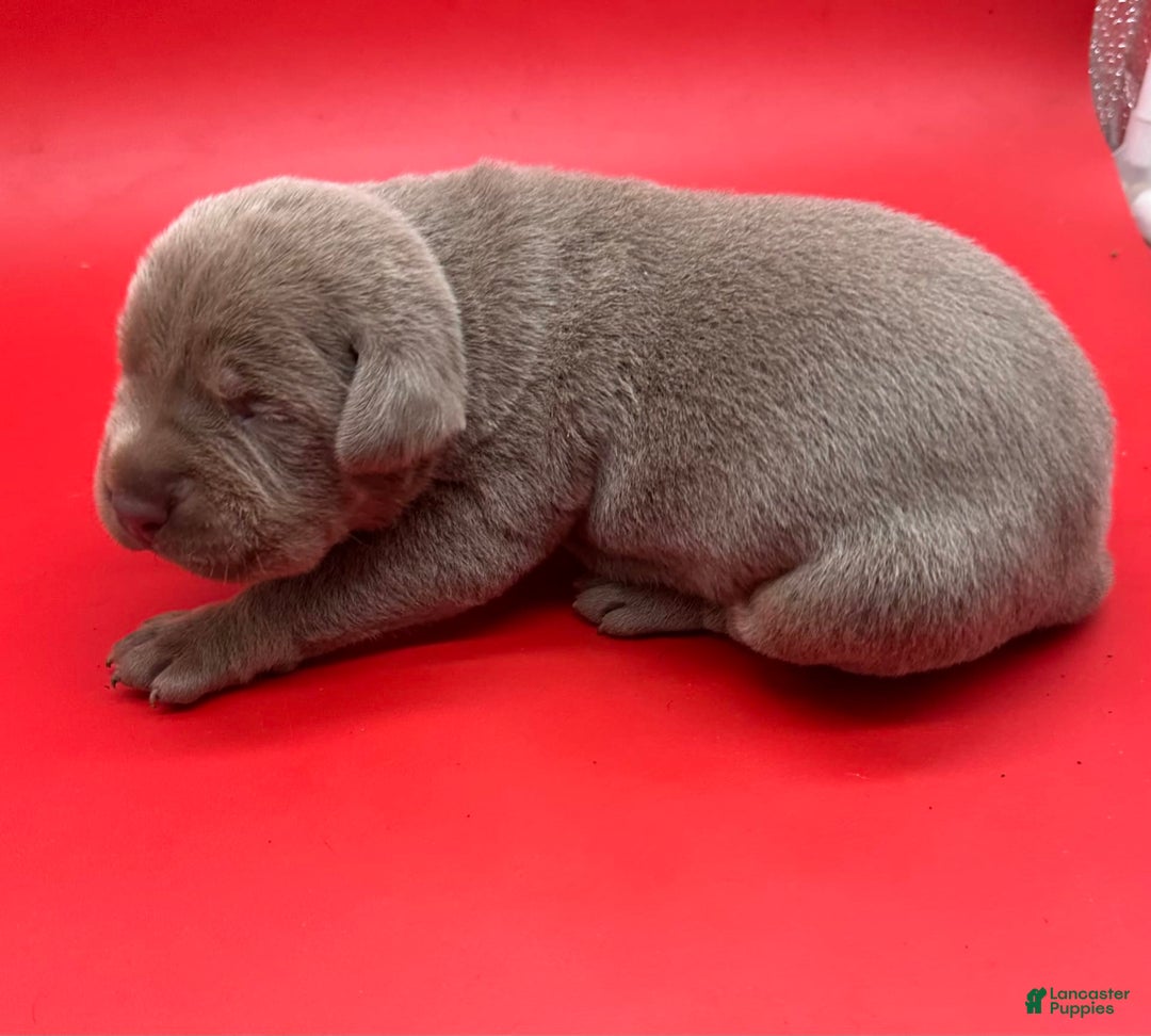 Cane Corso dogs for sale: Iccf Rare Isabella Simba - Image 4