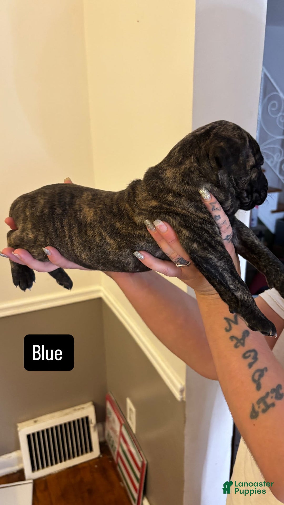 Cane Corso dogs for sale: Blue - Image 5