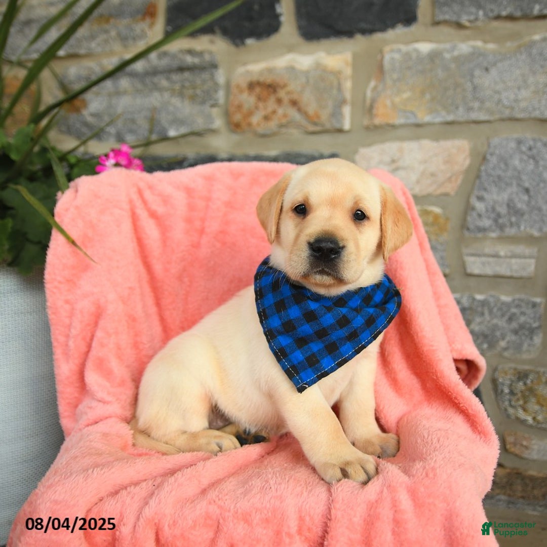 Labrador Retriever dogs for sale: Havarti - Image 1