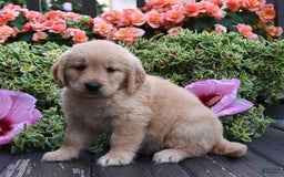 Golden Retriever dogs for sale: Willow - Image 2