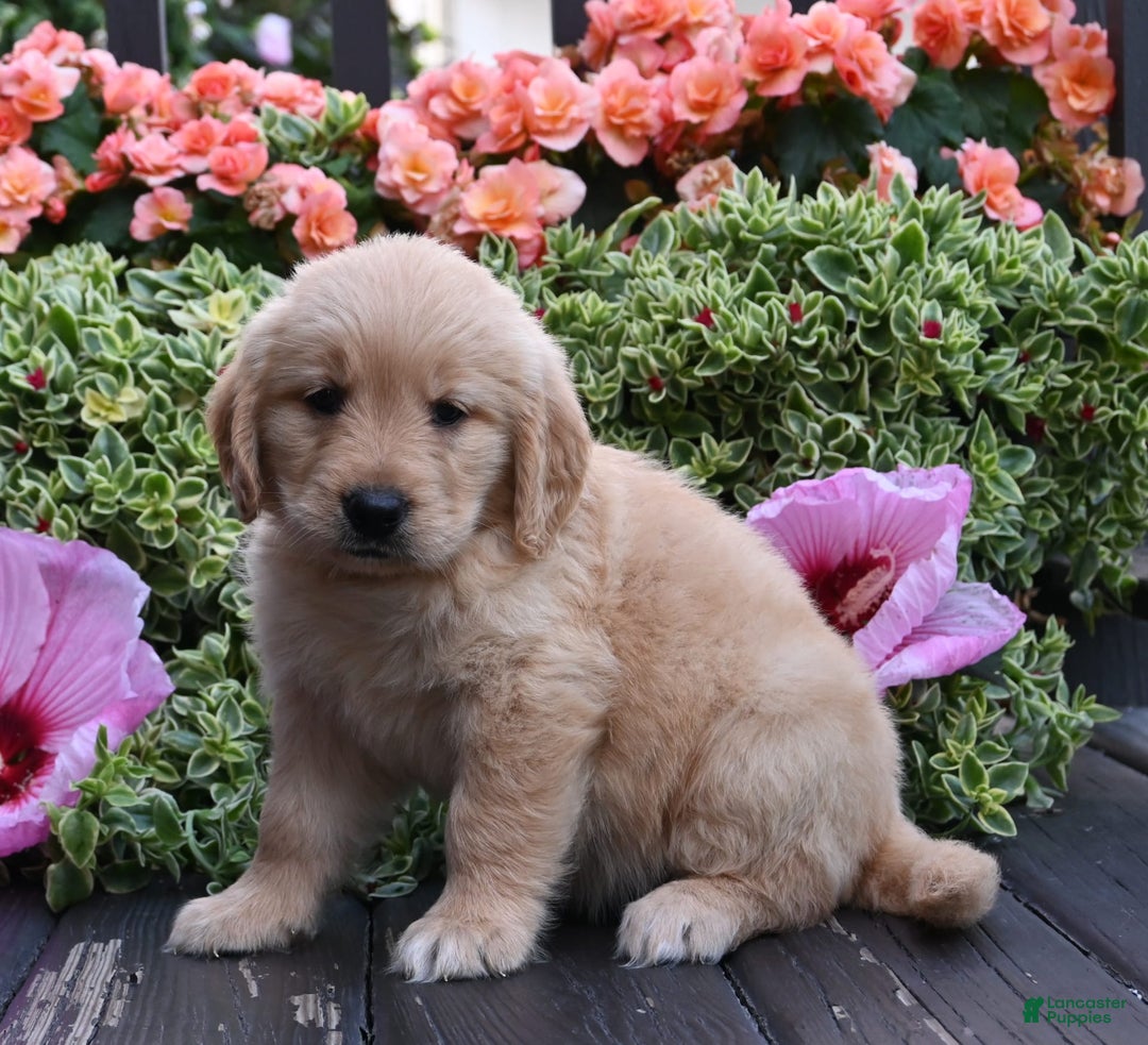 Golden Retriever dogs for sale: Willow - Image 2