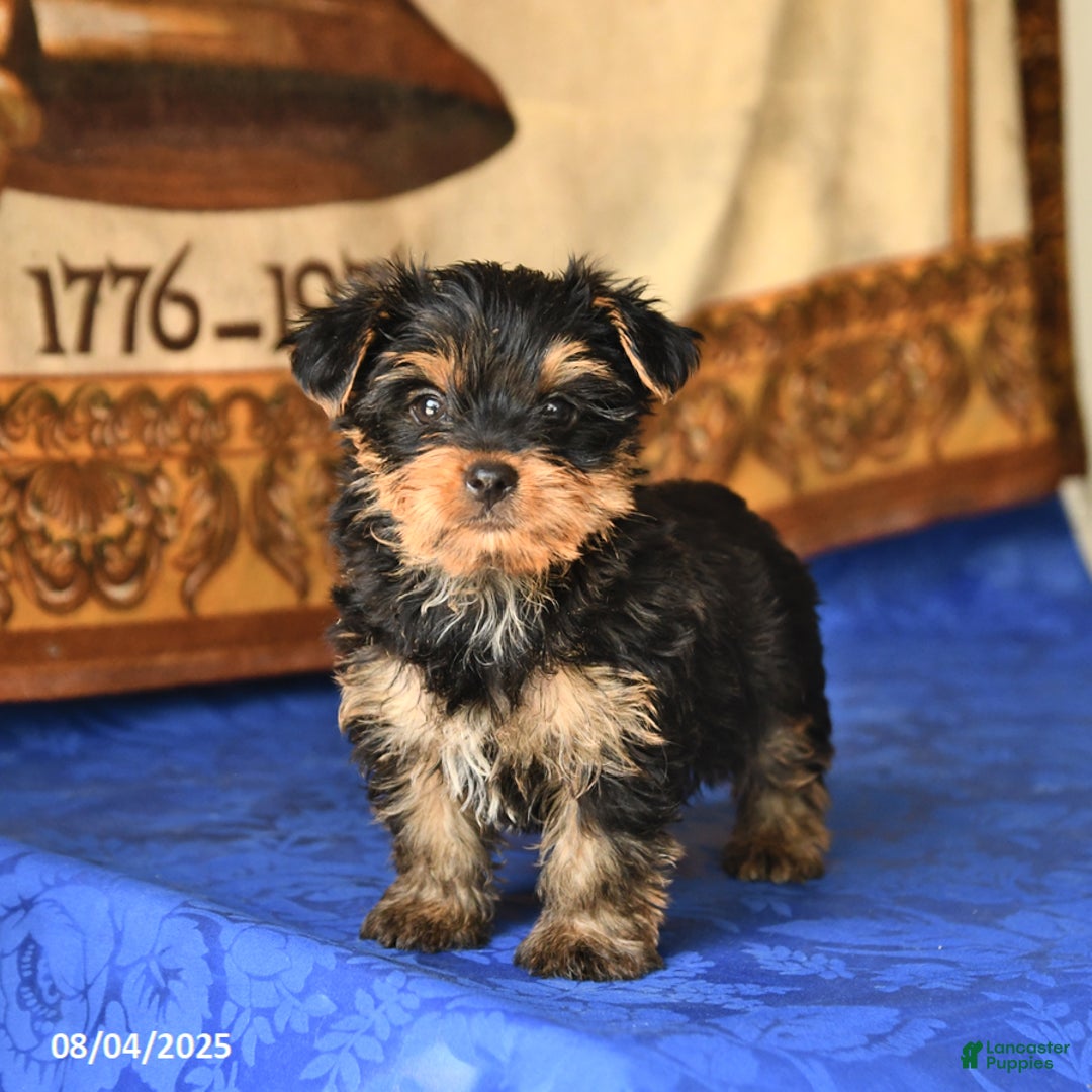 Yorkshire Terrier dogs for sale: Yorkshire Terrier 4 puppies - Image 20