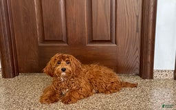Cockapoo dogs for sale: Bonnie - Image 1