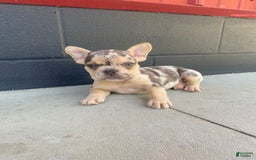 French Bulldog dogs for sale: Zookie - Image 9