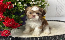 Shih Tzu dogs for sale: Argo - Image 2