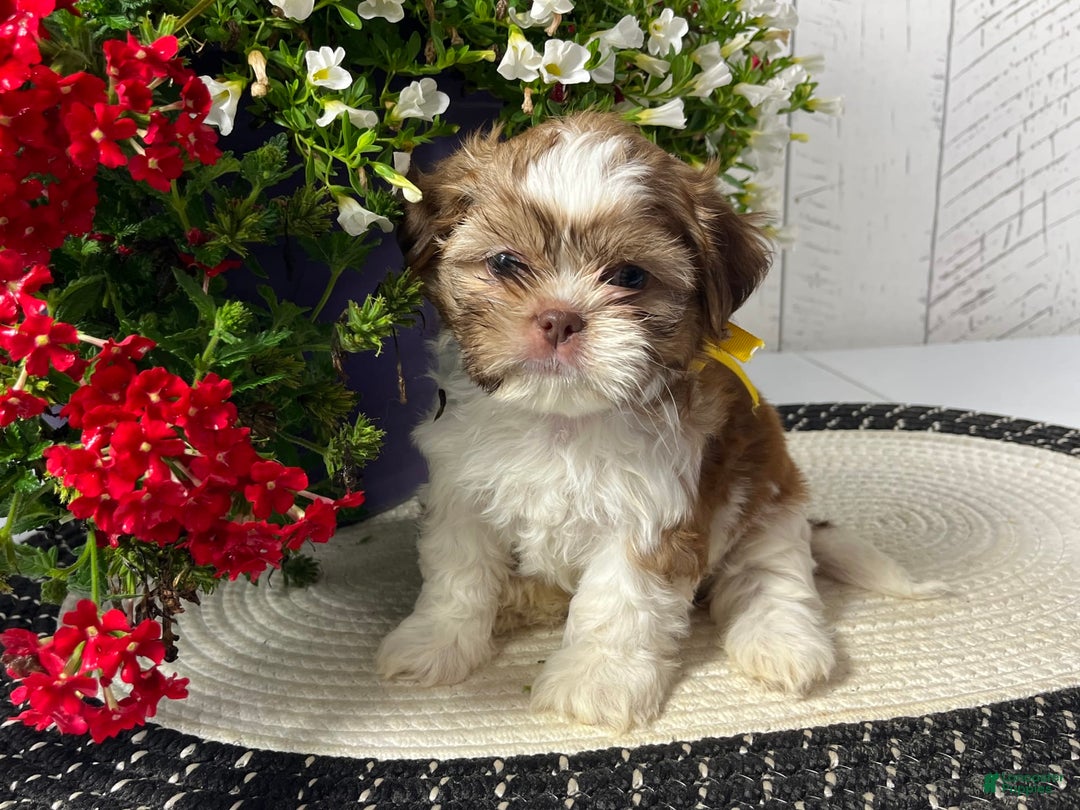 Shih Tzu dogs for sale: Argo - Image 2