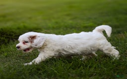 Goldendoodle dogs for sale: Odessa - Image 8