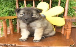 Keeshond dogs for sale: Tootsie - Image 1