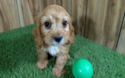 Cavapoo dogs for sale: Honeycomb Boy 4 - Image 4