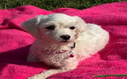 Maltipoo dogs for sale: Max - Image 12