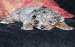 Yorkiepoo dogs for sale: Pluto - Image 9