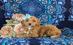 Cockapoo dogs for sale: Dustee - Image 6