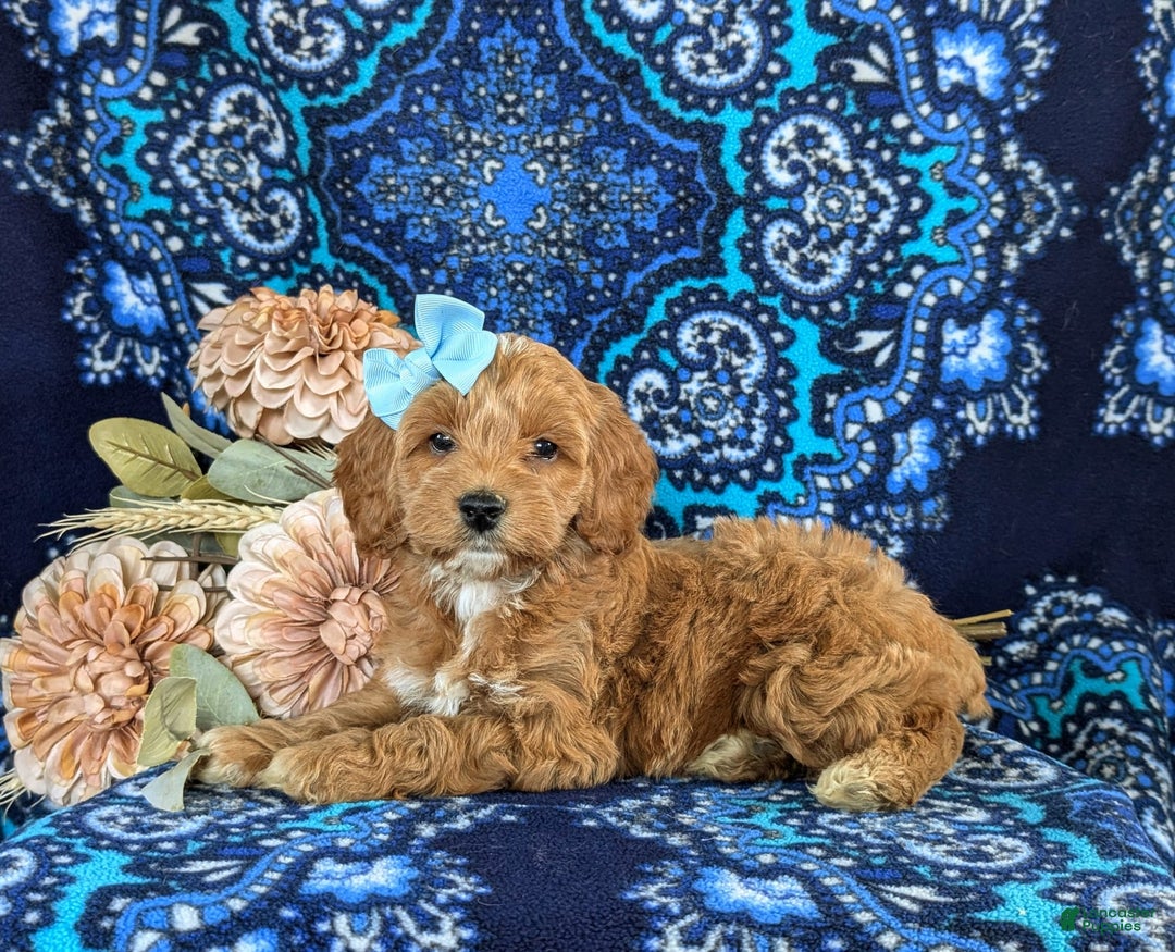 Cockapoo dogs for sale: Dustee - Image 6