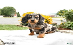 Miniature Dachshund dogs for sale: Checkers - Image 5