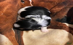 Biewer Terrier dogs for sale: Paris - Image 2