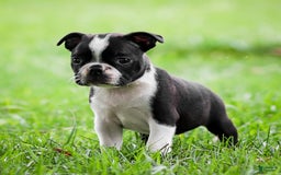 Boston Terrier dogs for sale: Pearl - Image 10