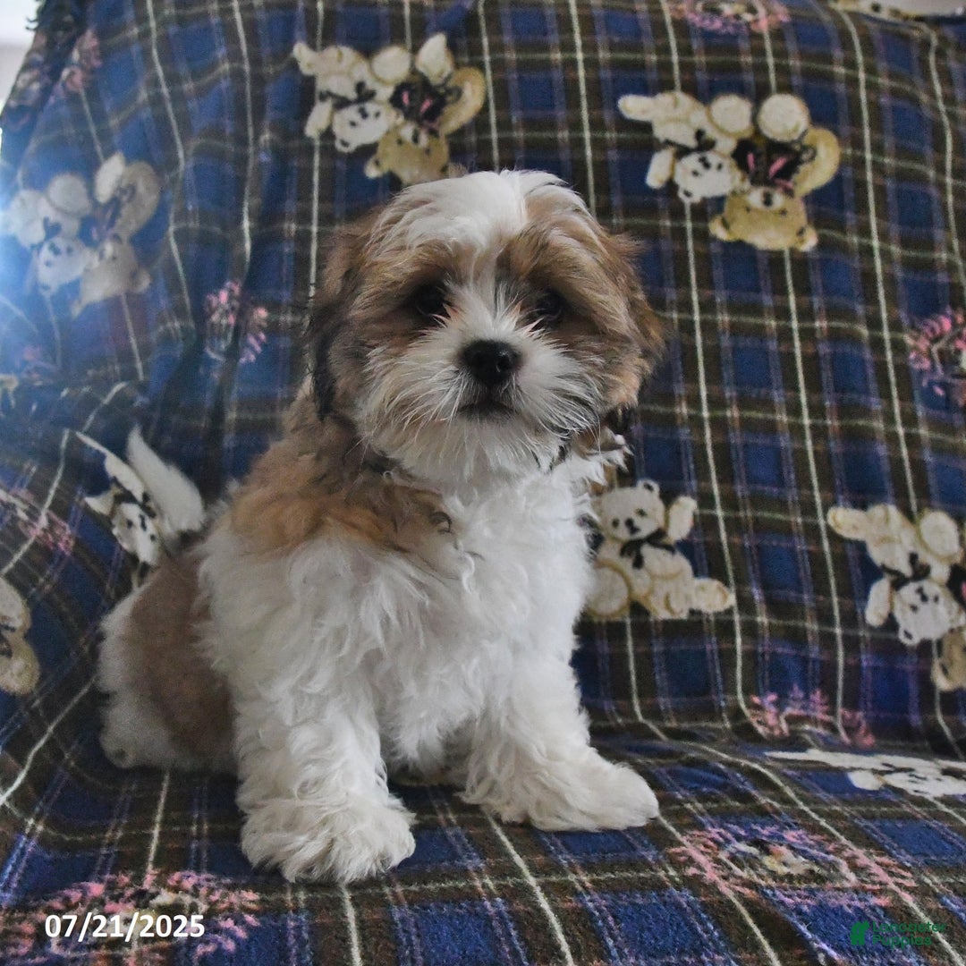 Shih Tzu dogs for sale: Bert - Image 4