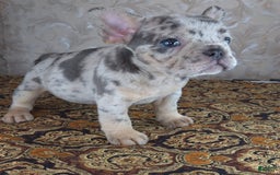 French Bulldog dogs for sale: Honoka - Image 8