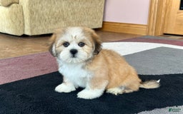 Lhasa Apso dogs for sale: Snickers - Image 5