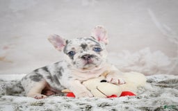 French Bulldog dogs for sale: French Bulldog 6 puppies - Image 7
