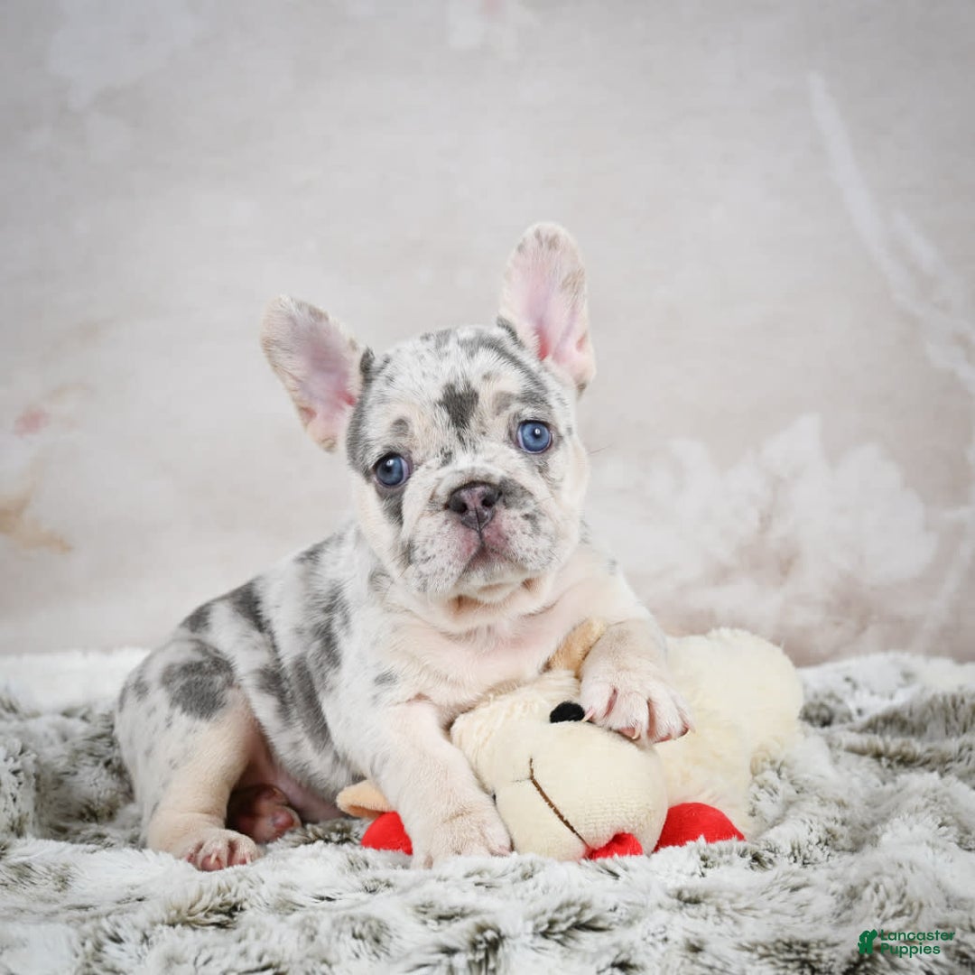 French Bulldog dogs for sale: French Bulldog 6 puppies - Image 7