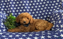 Mini Goldendoodle dogs for sale: Hunter Hypoallergenic - Image 5