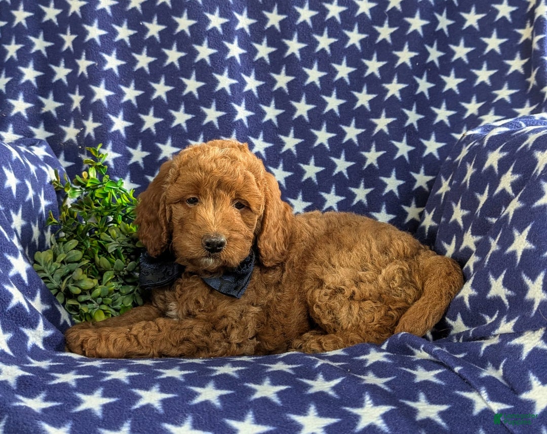Mini Goldendoodle dogs for sale: Hunter Hypoallergenic - Image 5