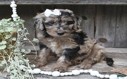 Aussiedoodle dogs for sale: Macy - Image 3