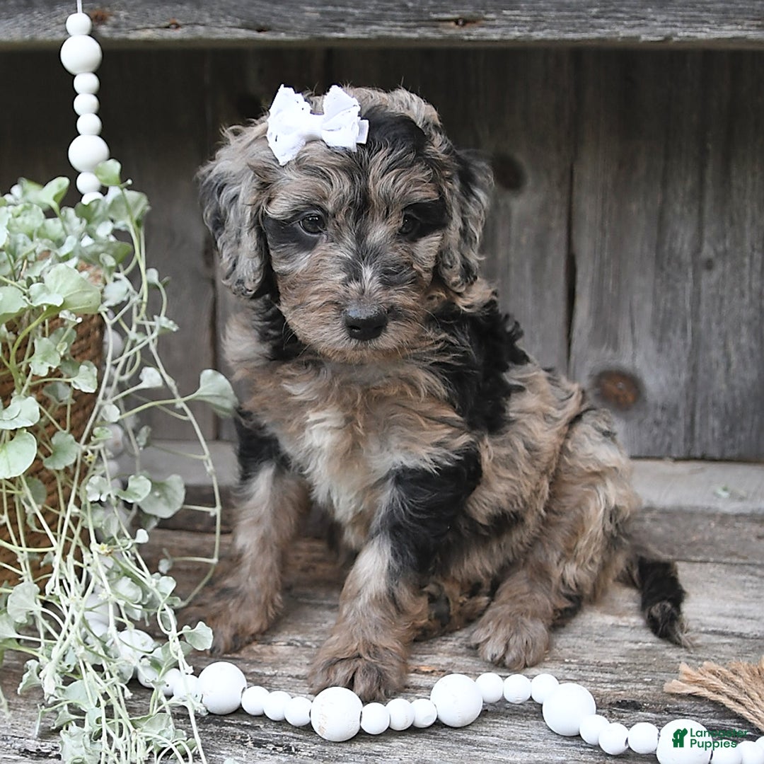 Aussiedoodle dogs for sale: Macy - Image 3
