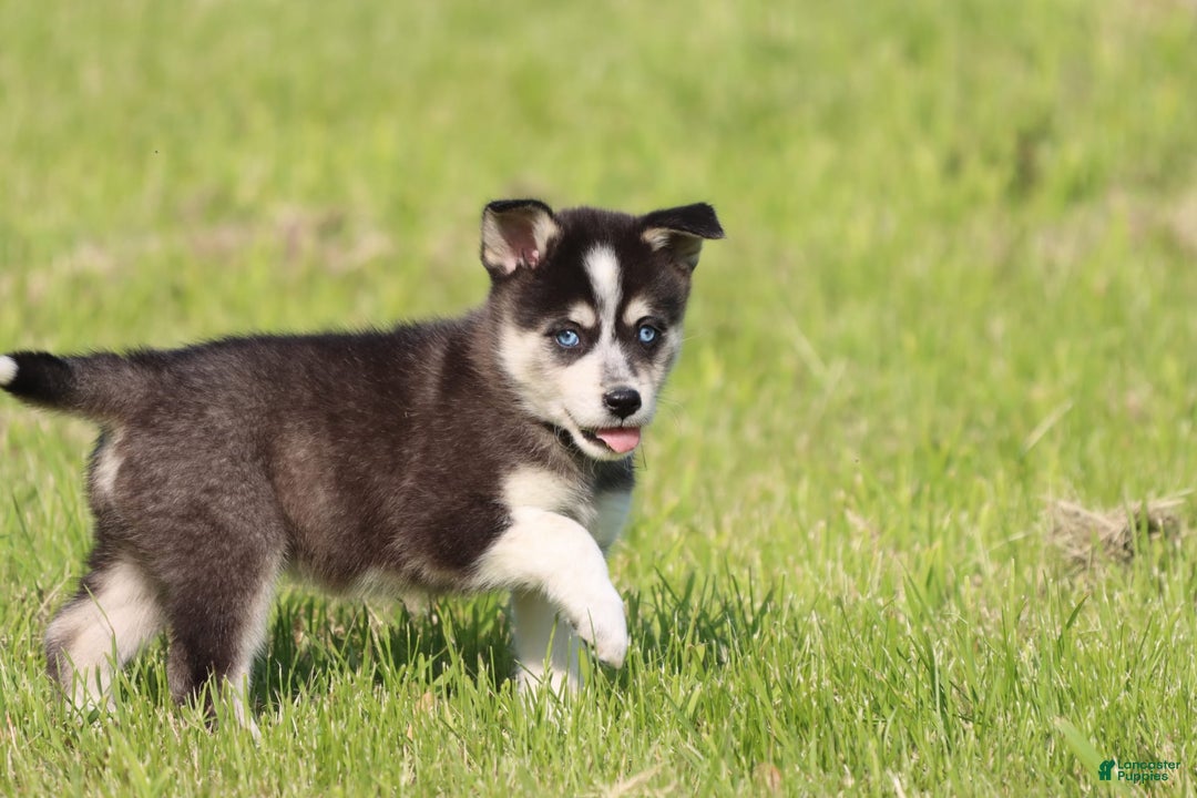 Alaskan Klee Kai dogs for sale: Bolt - Image 1