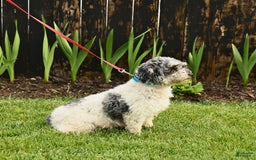 Miniature Poodle dogs for sale: Daisy - Image 11