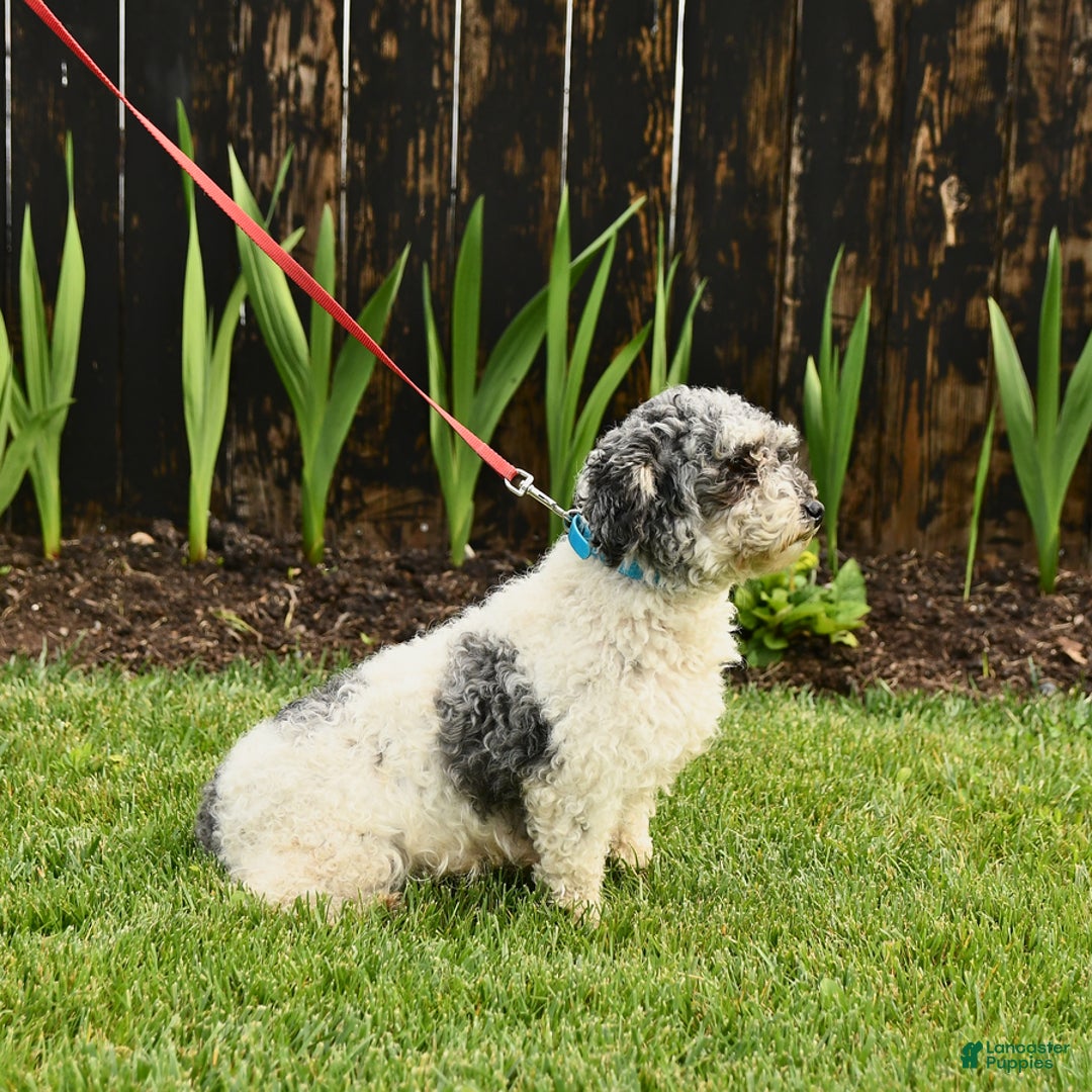 Miniature Poodle dogs for sale: Daisy - Image 11