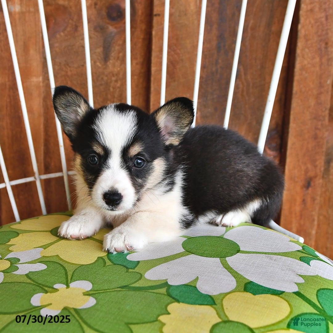 Welsh Corgi Pembroke dogs for sale: Sadie - Image 4