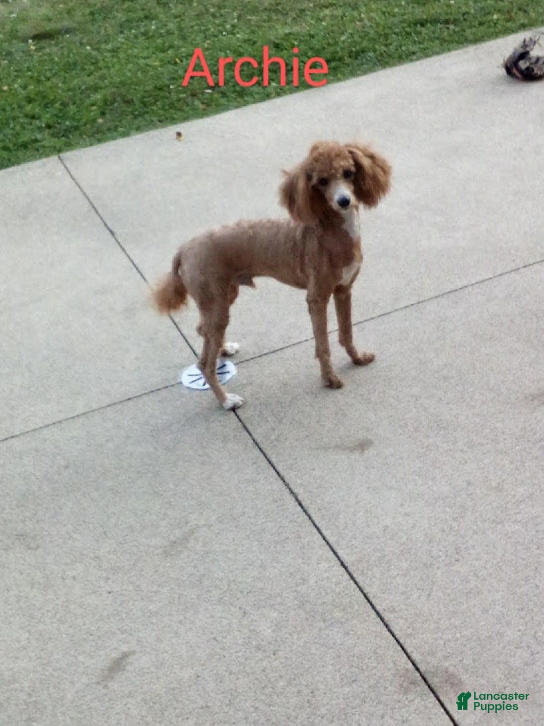Mini Goldendoodle dogs for sale: Justin - Image 10