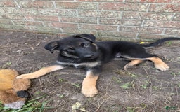 German Shepherd dogs for sale: Birdie - Image 2