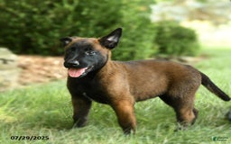 Belgian Malinois dogs for sale: Cinnamon - Image 3